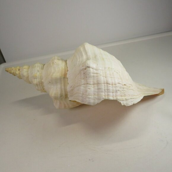 Real Sea Shell 15" long Horse Conch cream & peach coloring Coastal - Picture 6 of 15